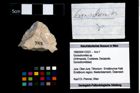 Foto (Objekt + Etikett) von Goniodromites sp.  (NHMW-GEO-1990-0041-3323)